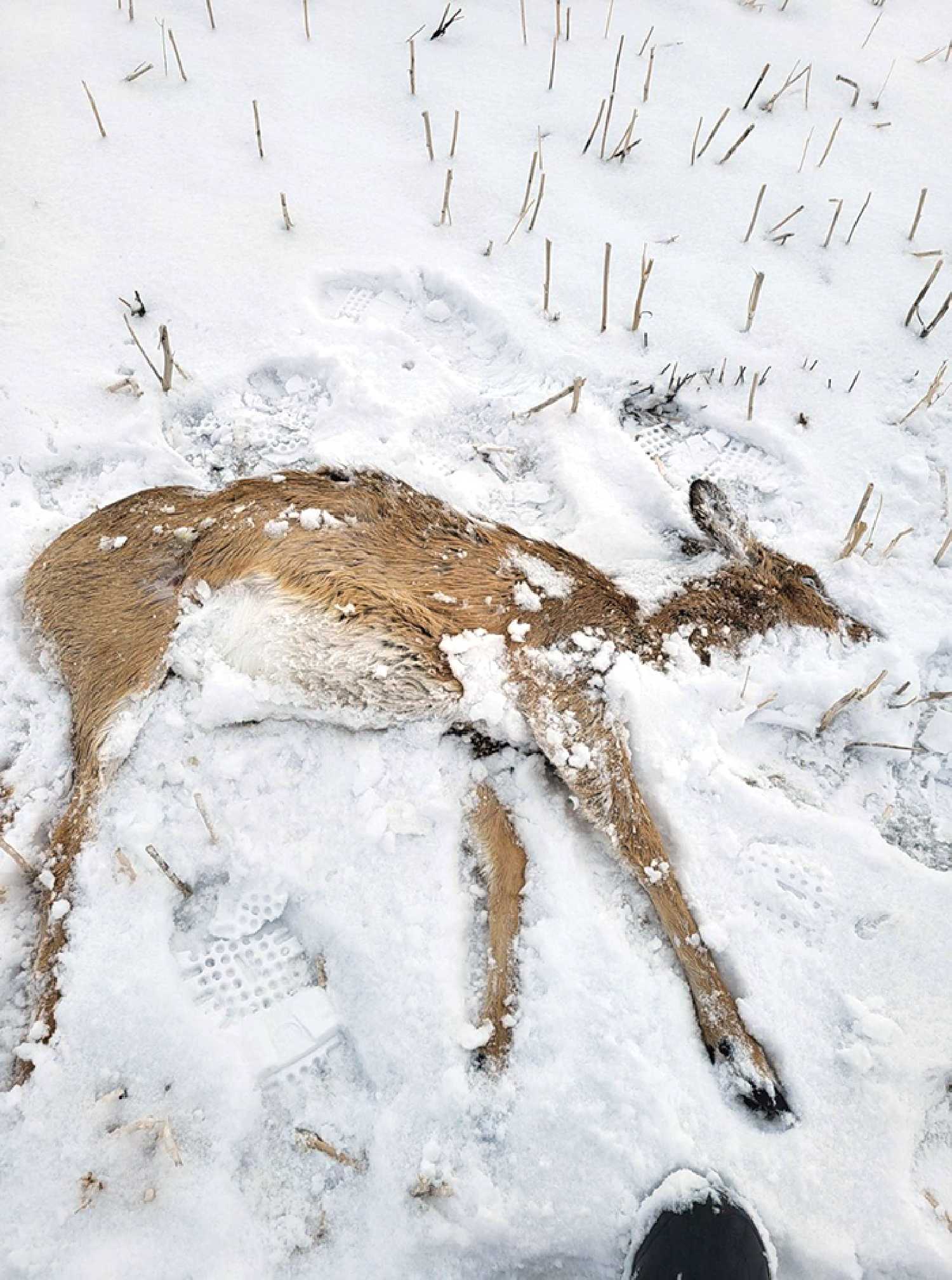 The remains of a dead deer after it was run down by a truck near Maryfield.